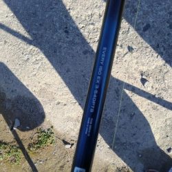 一年ぶりのアオリイカ